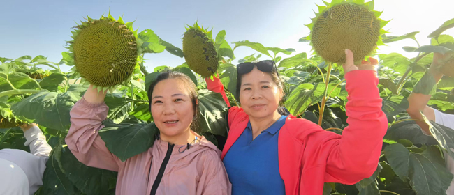 10蘇人牧場有機(jī)葵花基地.jpg